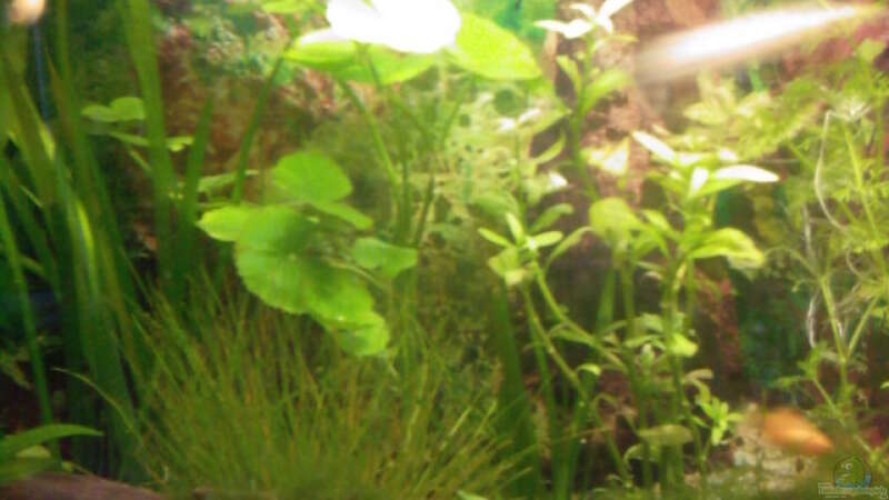 Pflanzen im Aquarium Becken 9476 von @corydoras (4)