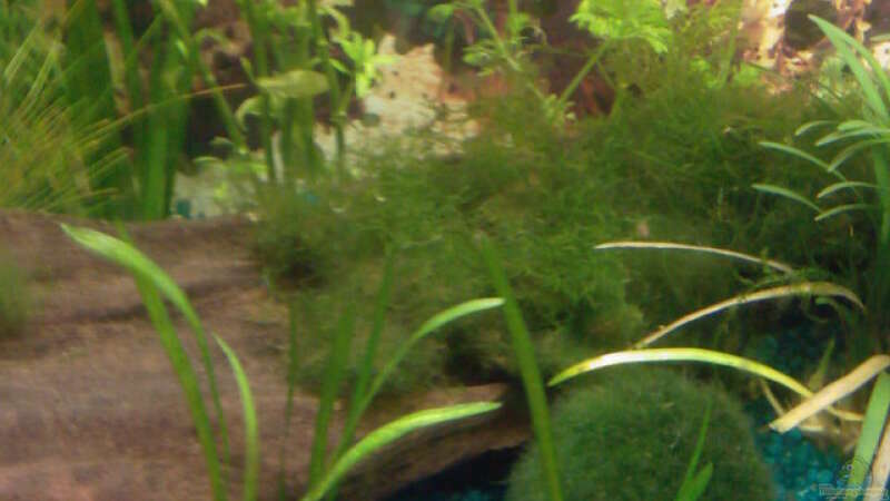 Pflanzen im Aquarium Becken 9476 von @corydoras (5)