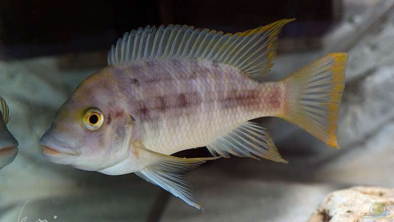 Petrochromis sp. mtoto im Aquarium (Einrichtungsbeispiele für Petrochromis sp. mtoto)