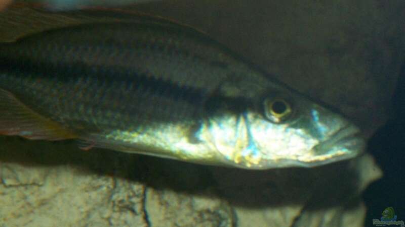 Dimidiochromis compressiceps von Klabuster (26)