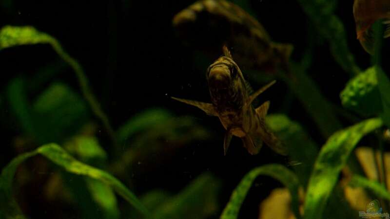 Nimbochromis  livingstoni  von Klabuster (28)