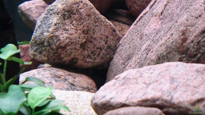 Weil ich den großen zufällig im Garten hatte, habe ich nur rote Steine gesammelt. von axxlon (6)