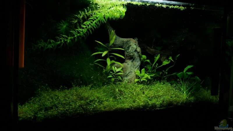 Pflanzen im Aquarium Becken 9559 von Plattenjaeger (6)