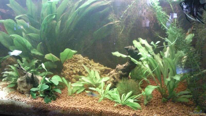 Pflanzen im Aquarium Becken 9565 von Andre Bierbaum (11)