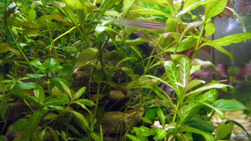Pflanzen im Aquarium Becken 9592 von katharina (11)