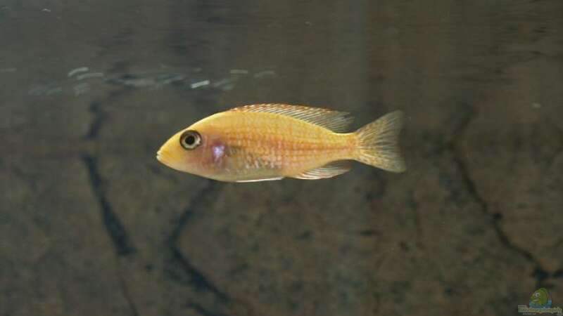 Fire Fish Weibchen von Branjo (36)