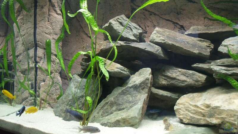 Pflanzen im Aquarium Becken 9607 - Nur noch Beispiel! von Branjo (8)
