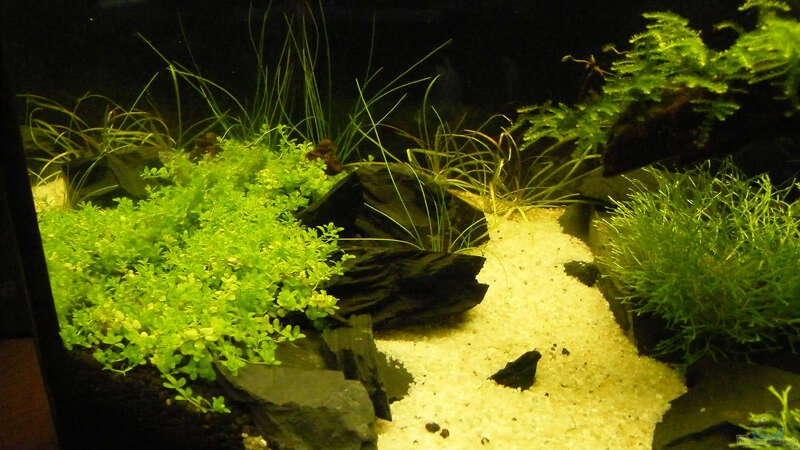 Pflanzen im Aquarium Becken 9614 von Tino Laue (15)