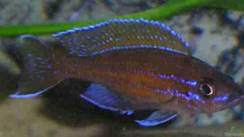 Cyprichromis Nigripinnis Neon von Saskia Geers (3)