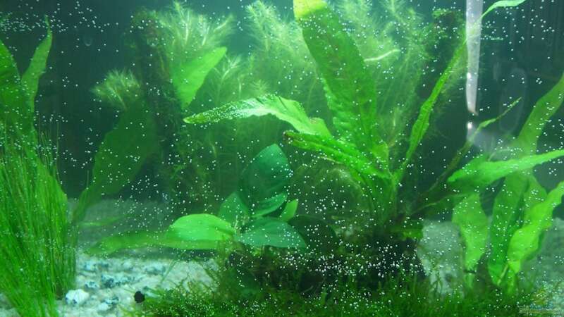 Pflanzen im Aquarium Becken 9700 von carina (2)