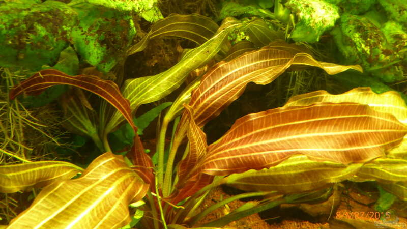 Pflanzen im Aquarium Becken 9749 (nur noch als Beispiel) von Blackwater (10)