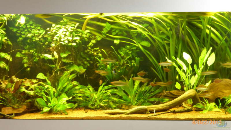 Pflanzen im Aquarium Becken 9749 (nur noch als Beispiel) von Blackwater (5)