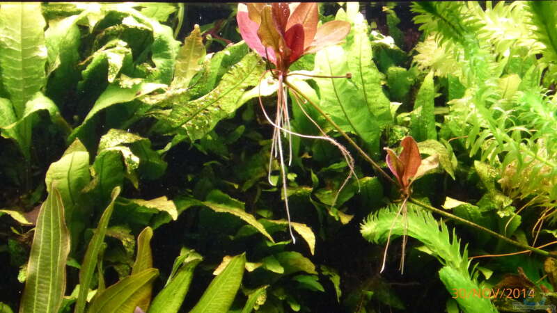 Pflanzen im Aquarium Becken 9749 (nur noch als Beispiel) von Blackwater (7)