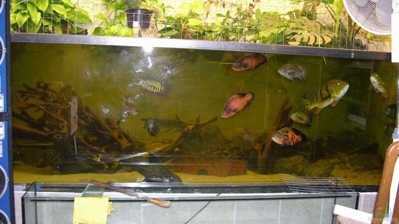 Aquarium Becken 9750 von dornwels (2)