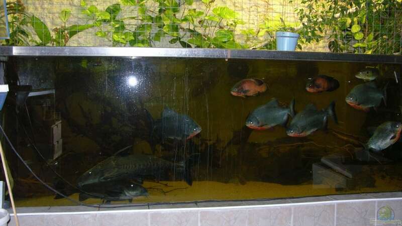Aquarium Becken 9750 von dornwels (3)