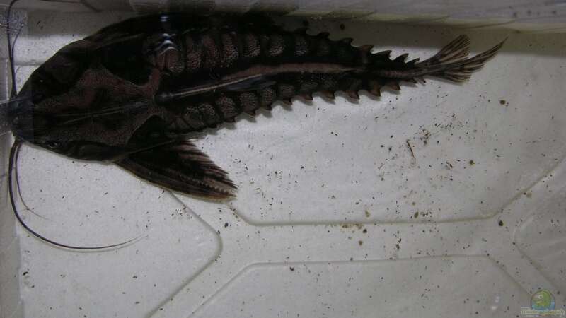 Megalodoras uranoscopus, ausser in der Box fast nie zu sehen von dornwels (17)