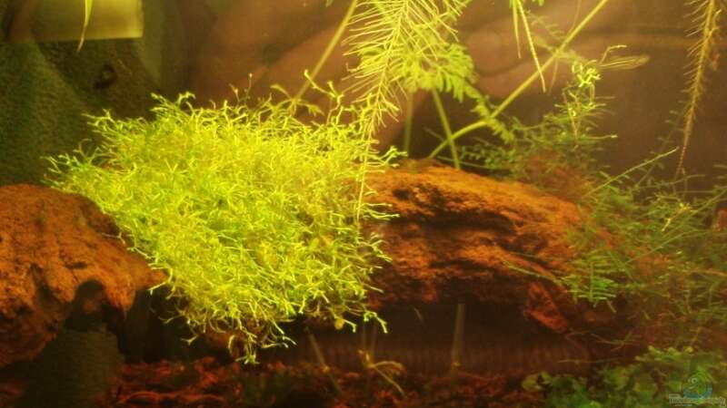 Pflanzen im Aquarium Becken 9764 von aetti (4)