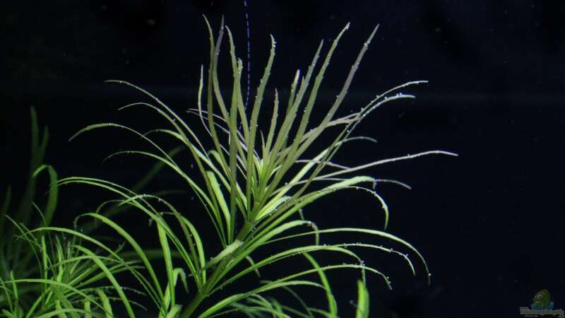 Pflanzen im Aquarium Becken 9788 von Michael Schwendinger (5)
