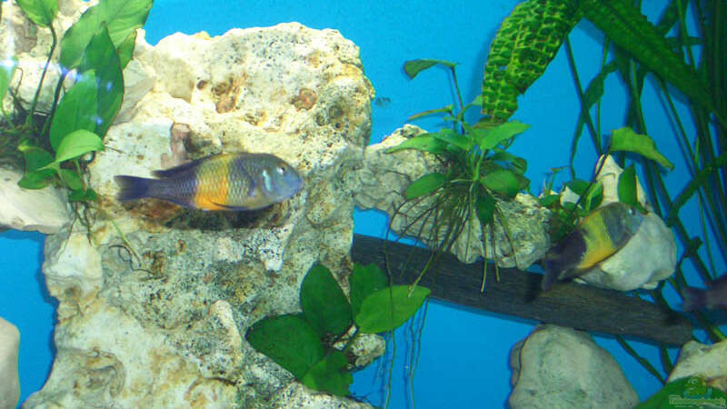 Besatz im Aquarium Becken 979 von Randy Scholz (5)
