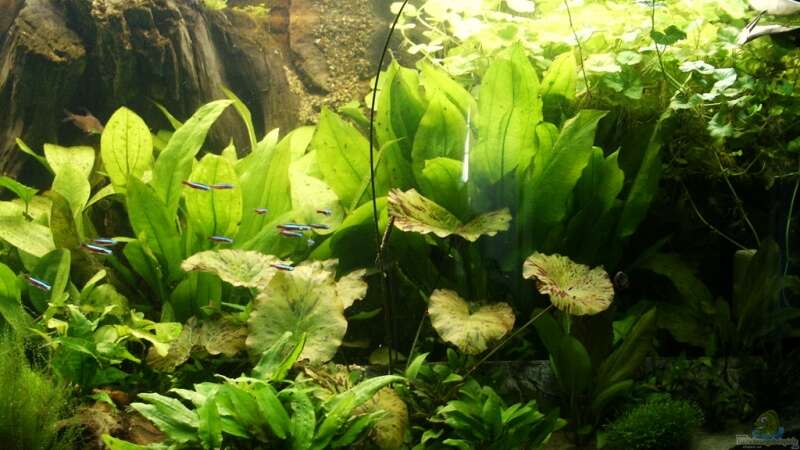 Pflanzen im Aquarium Becken 988 von msp99 (15)