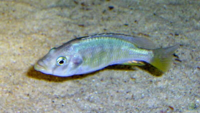 Paralabidochromis chilotes im Aquarium (Einrichtungsbeispiele für Paralabidochromis chilotes)  - Paralabidochromis-chilotesaquarium
