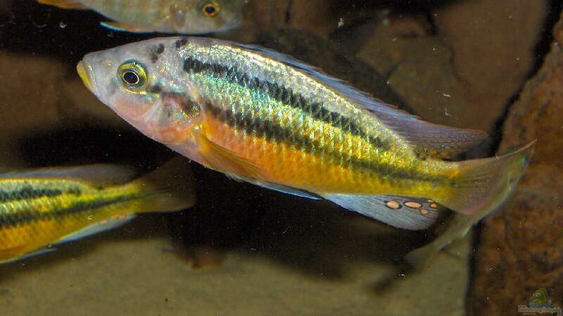 Paralabidochromis sp. "rockkribensis" im Aquarium (Einrichtungsbeispiele für Paralabidochromis sp. "rockkribensis")  - Paralabidochromis-rockkribensisaquarium