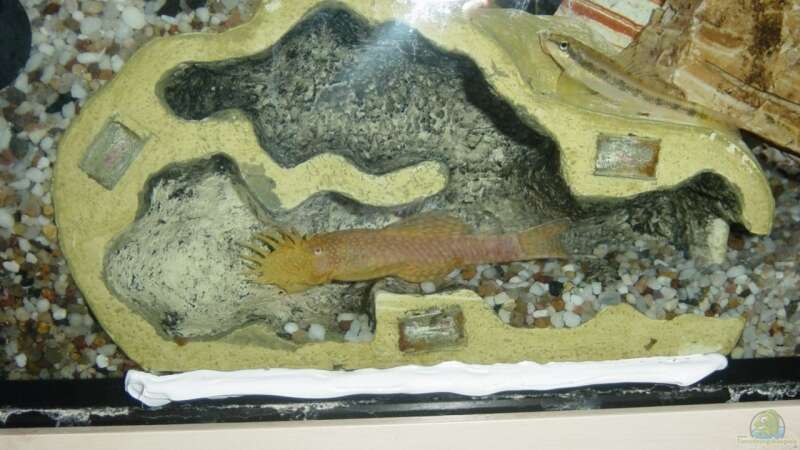 Der ReptileDen im Aquarium (offen mit goldenem Ancistrus). Was für eine geile idee von Dominik Laufer (6)
