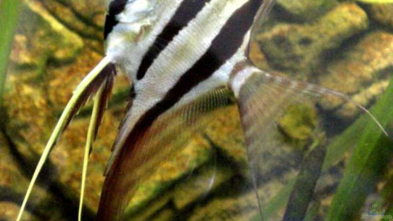 Besatz im Aquarium Becken 9926 von Angelfish (11)