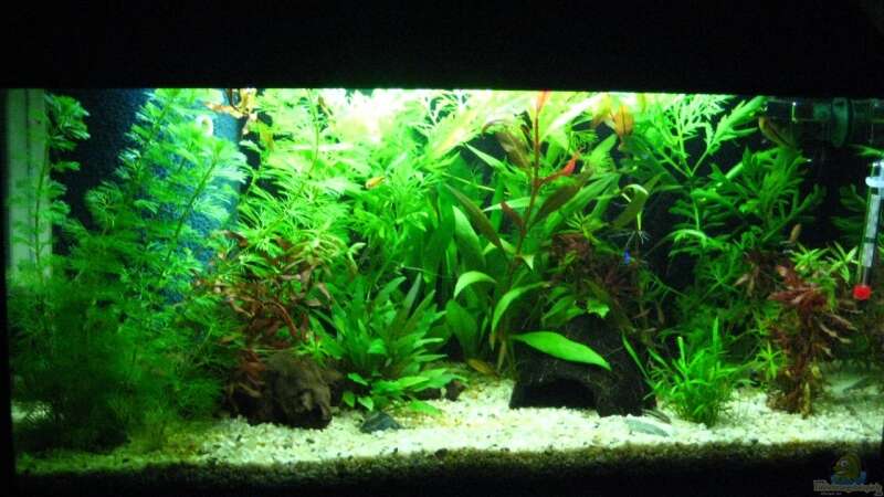 Mein Aquarium