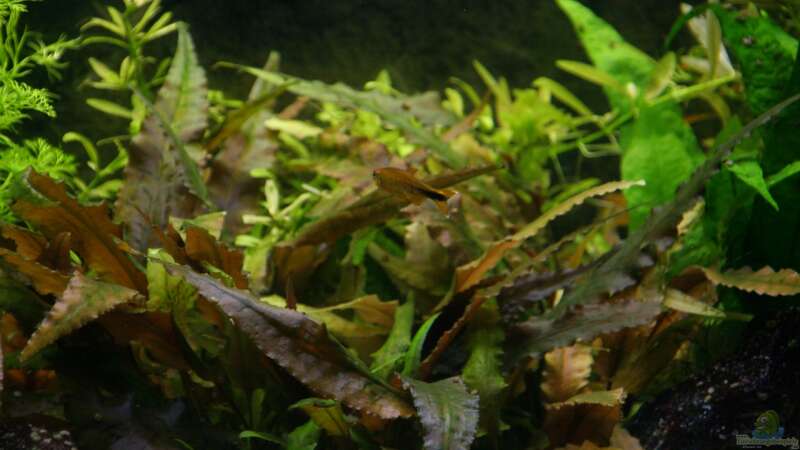 Pflanzen im Aquarium Becken 9998 von Fischkopp (6)
