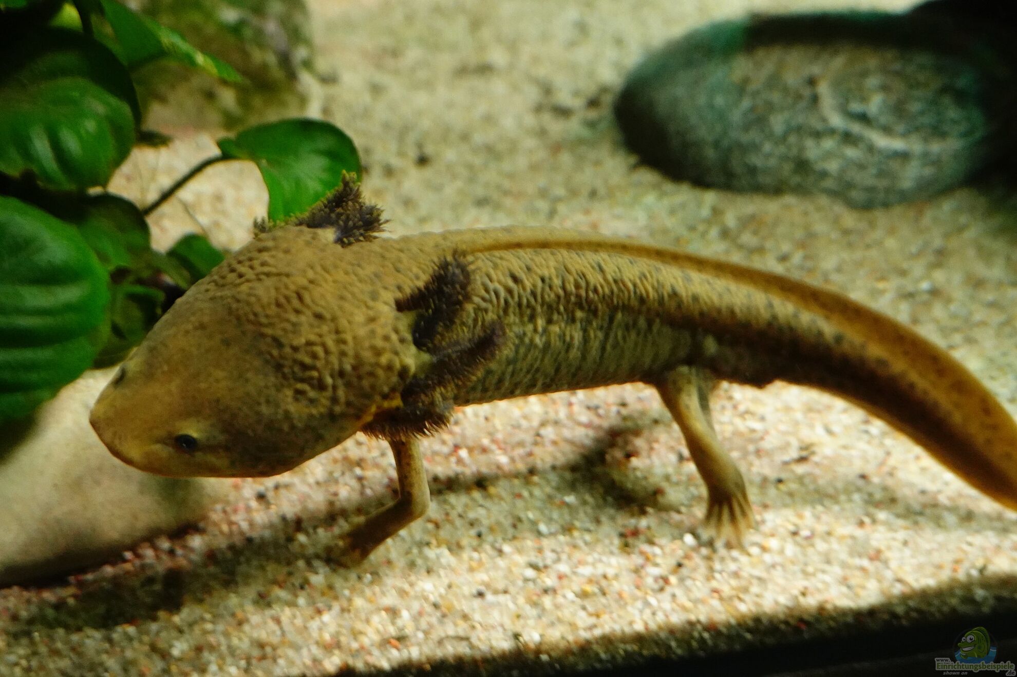 Wie kann das Axolotl-Aquarium im Sommer ... (6226)