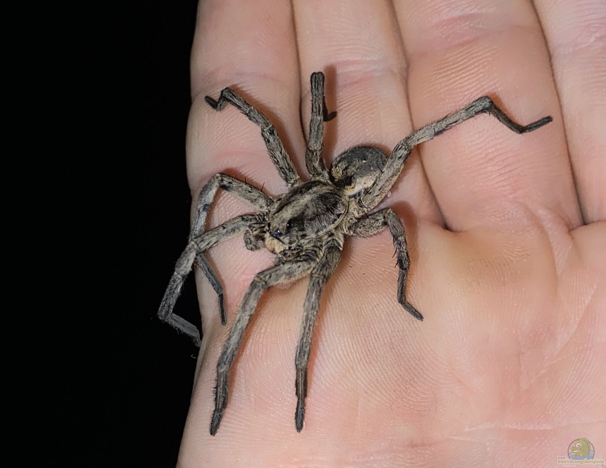 6 Stück Mikro-Wasserschalen 4,2cm - Harzschalen Für Taranteln, Krabben & Reptilien