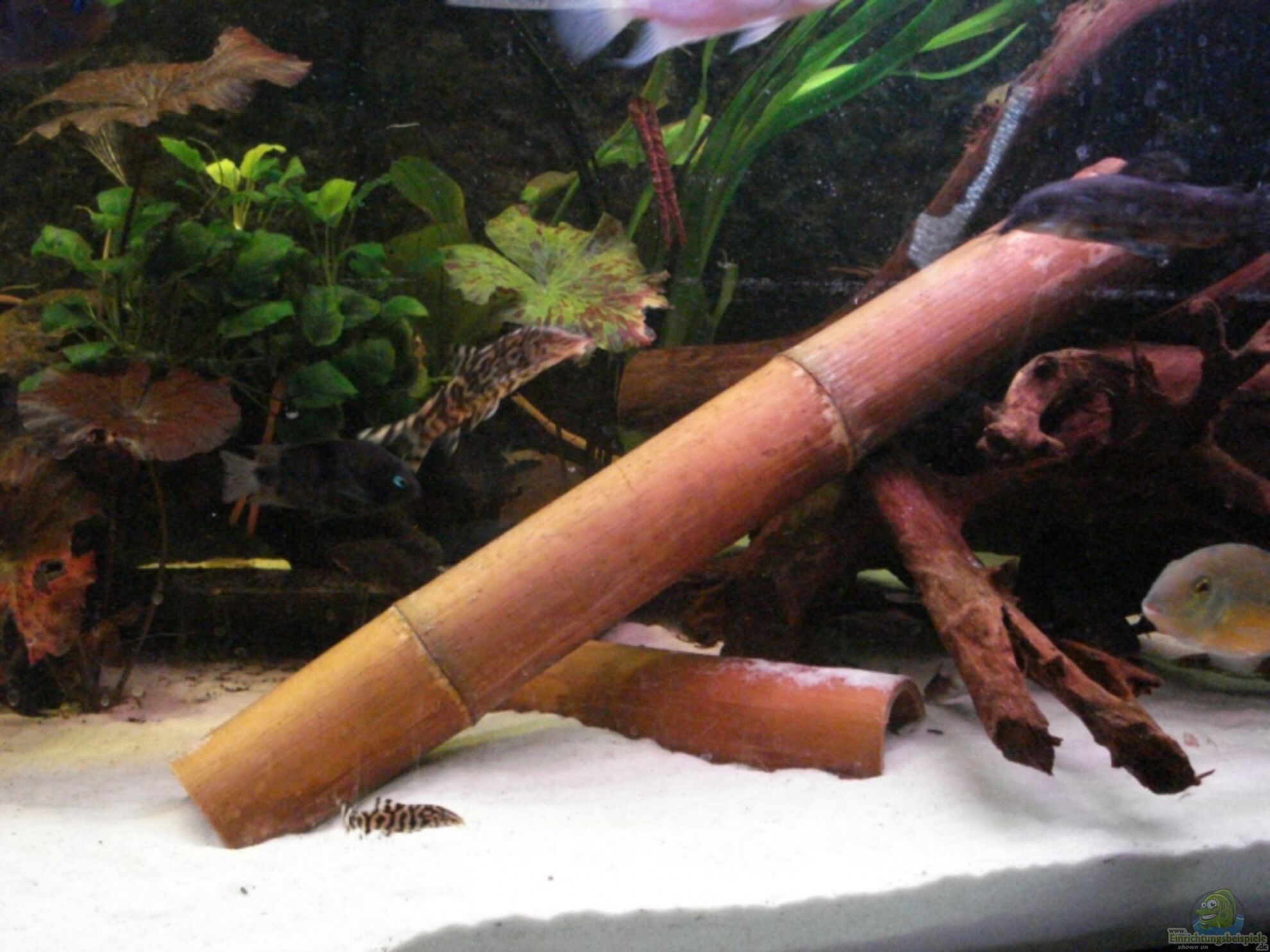 Bambus: Eine geeignete Deko frs das Aquarium? (6395)