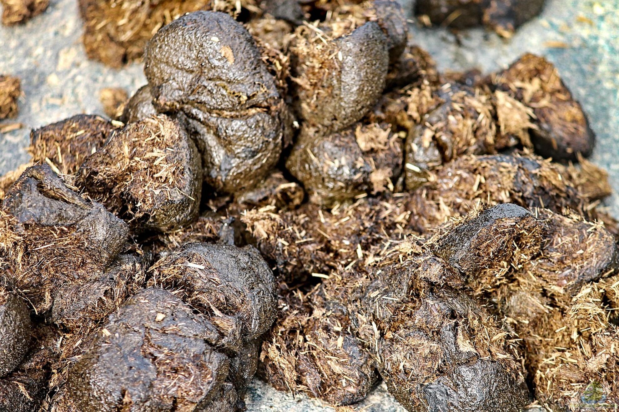 welcher dünger für kiwi Purgrün Bio-Mini-Kiwi-Dünger 1 Liter main image 1