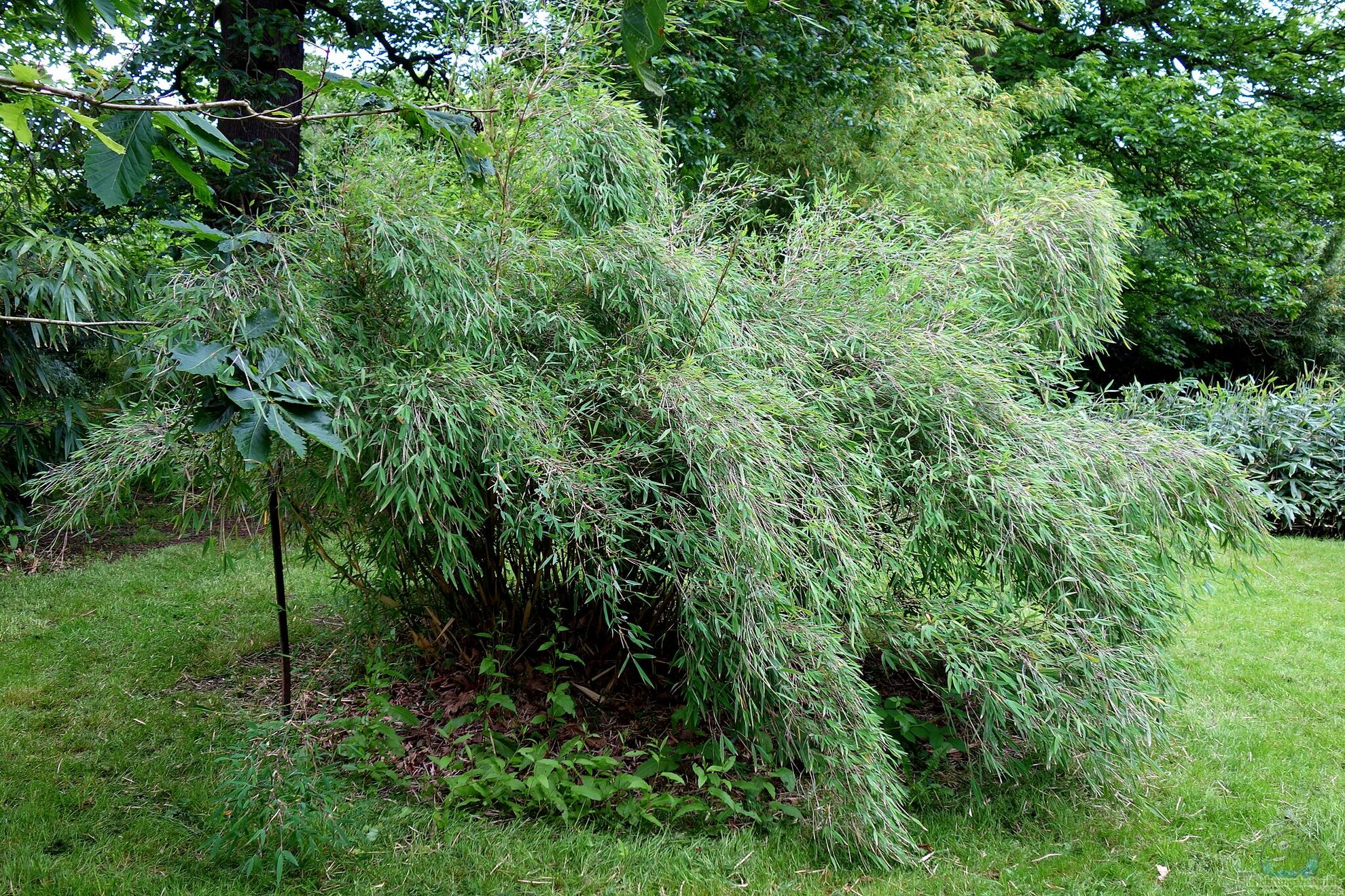 Bambus im Garten - Fluch oder Segen? (7082)
