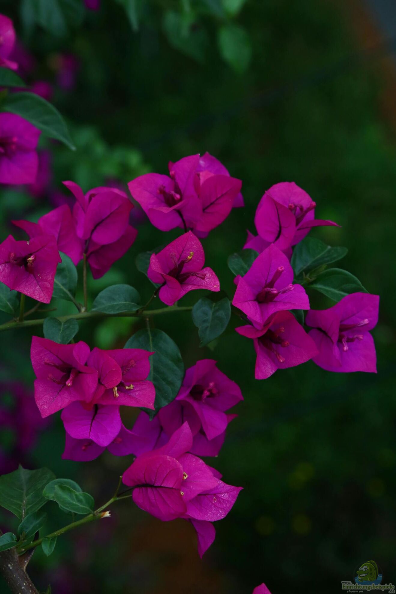 Bougainvillea-Pflege - So bleibt die ... (7175)