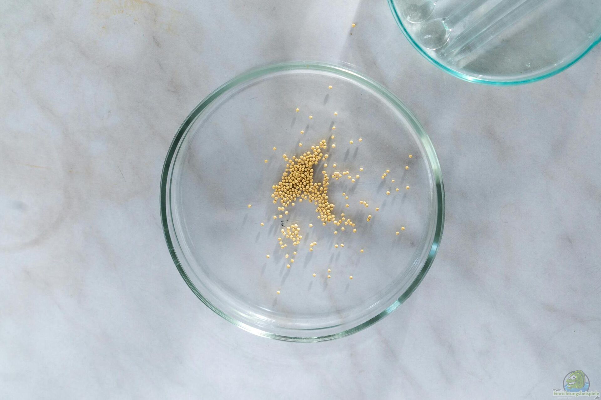 Senf im eigenen Garten anbauen und selbst ... (7190)