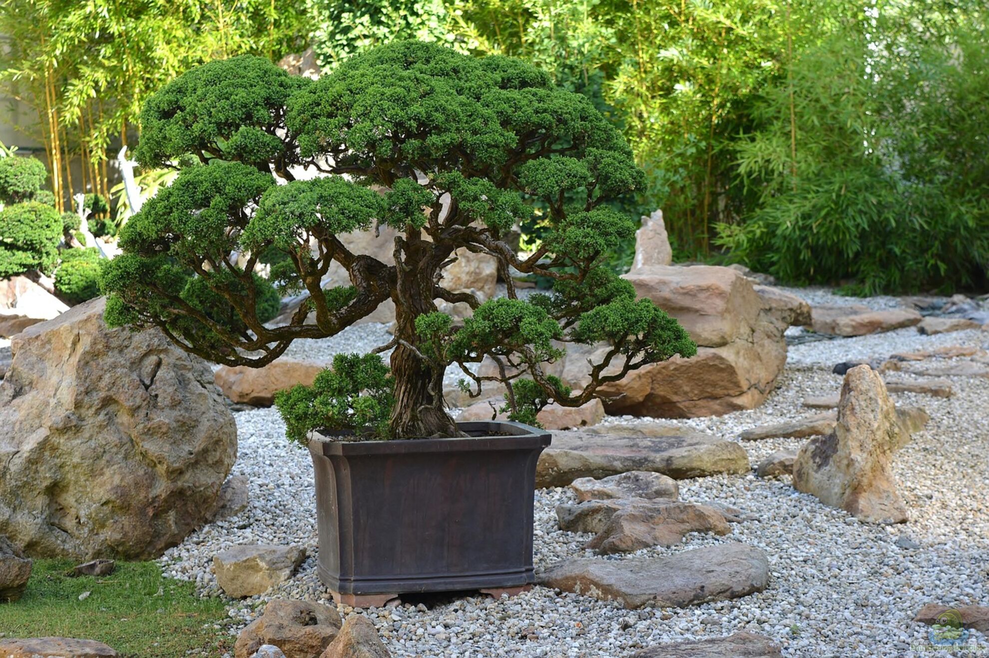 dracaena indoor Dragon Tree | Marginata main image 1
