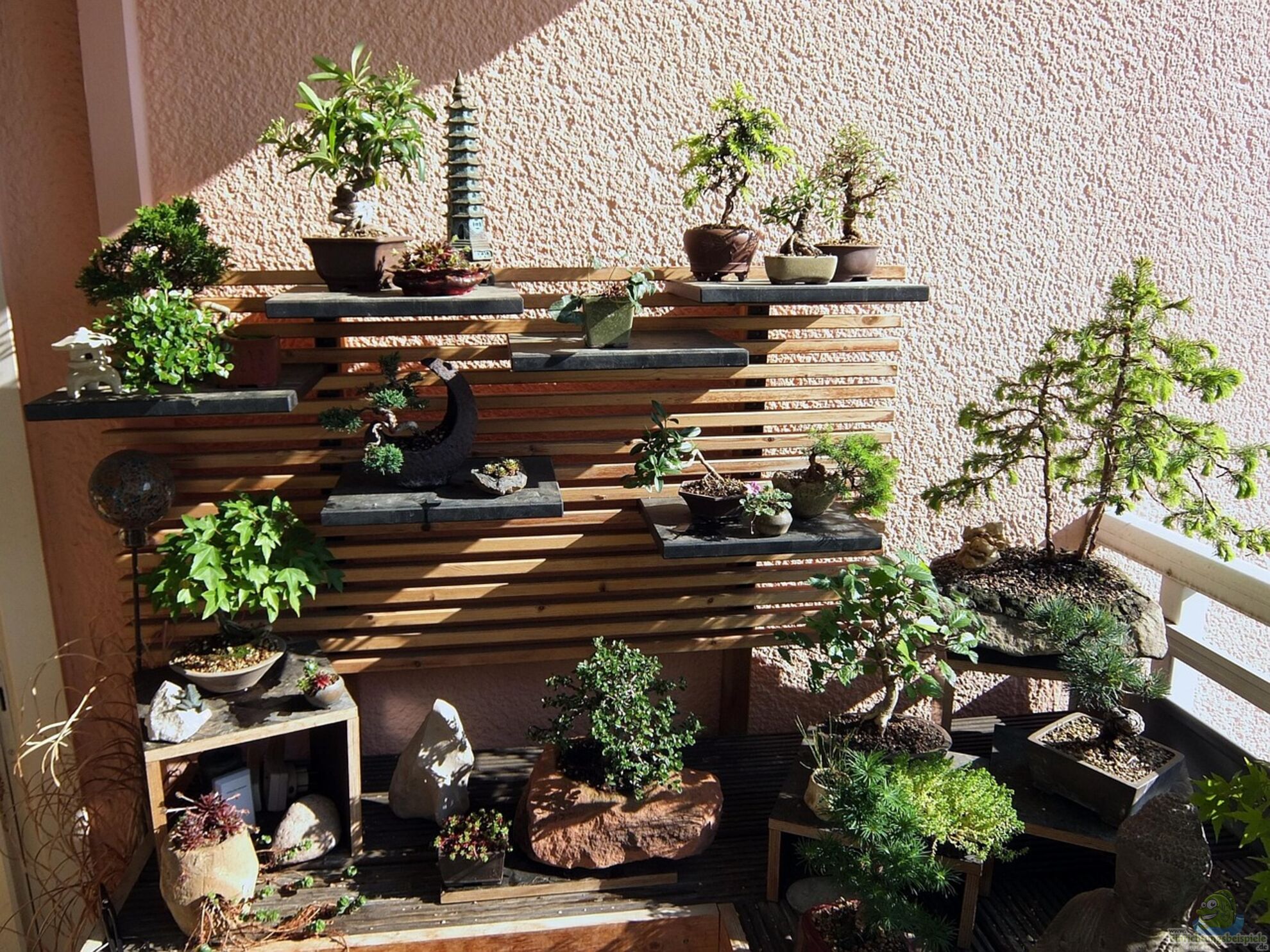 Bonsai-Bume richtig pflegen - Ei ... (7417)