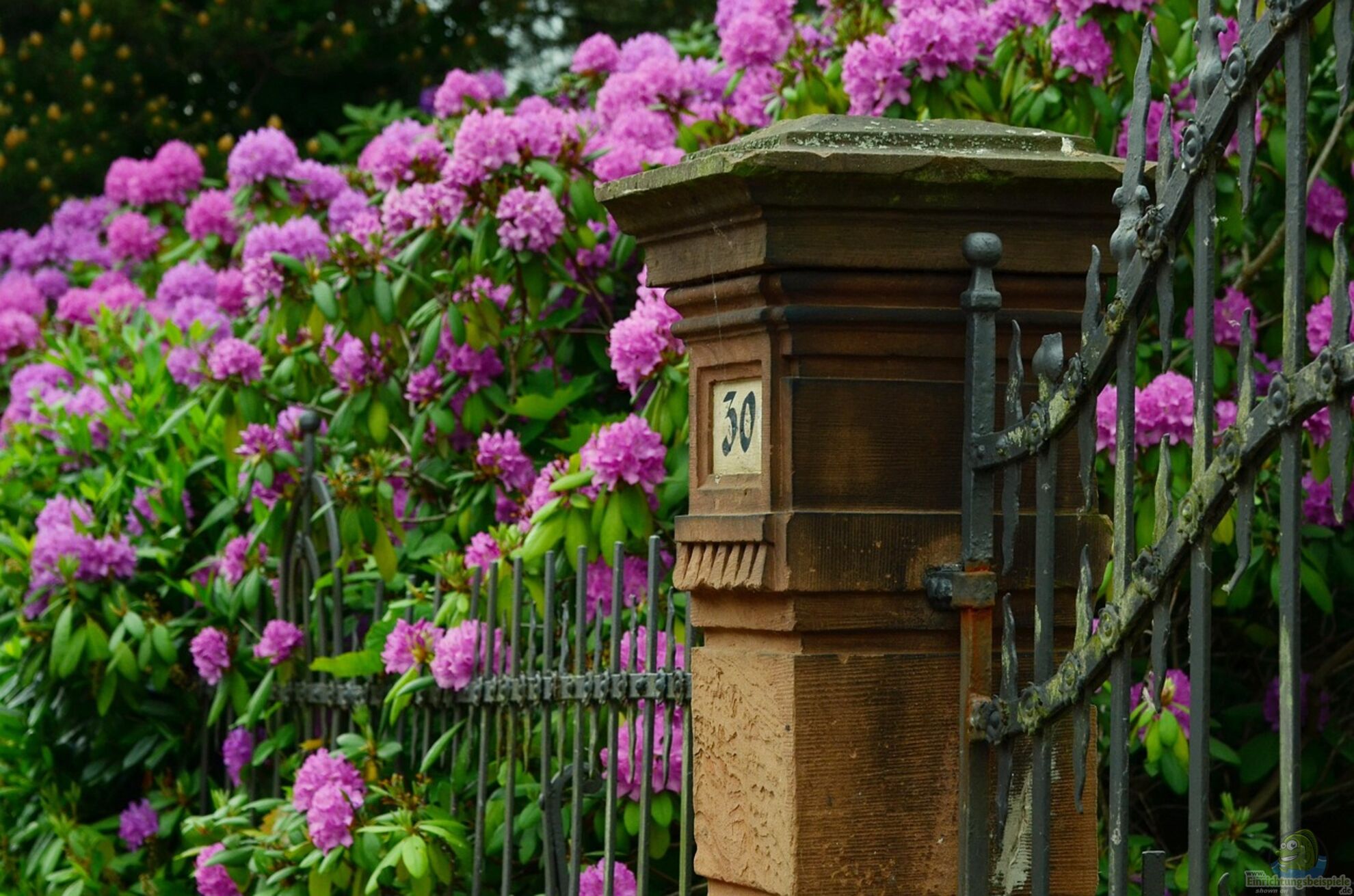 Rhododendron dngen - Der ultimative ... (7448)