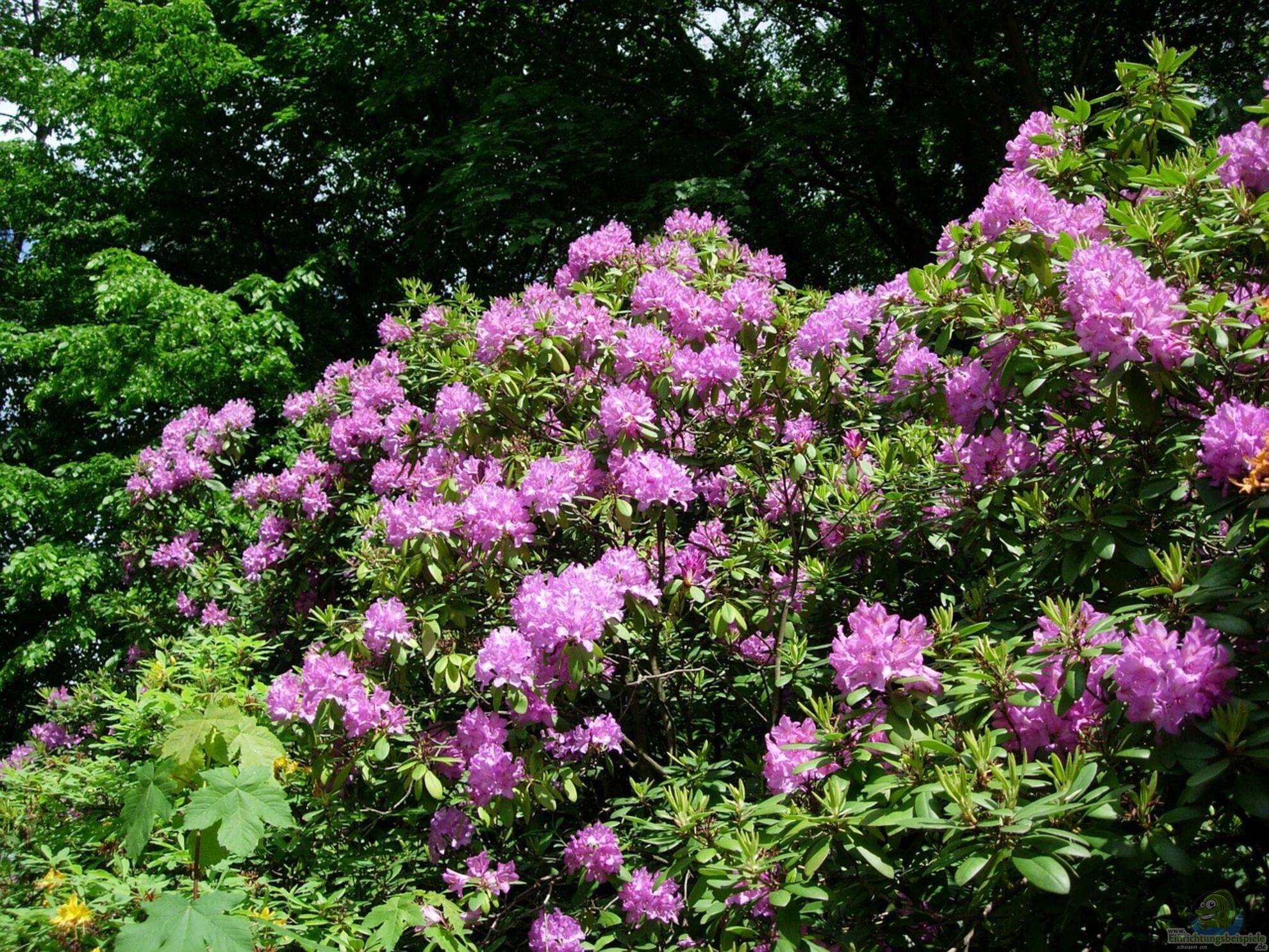 Rhododendron dngen - Der ultimative ... (7448)