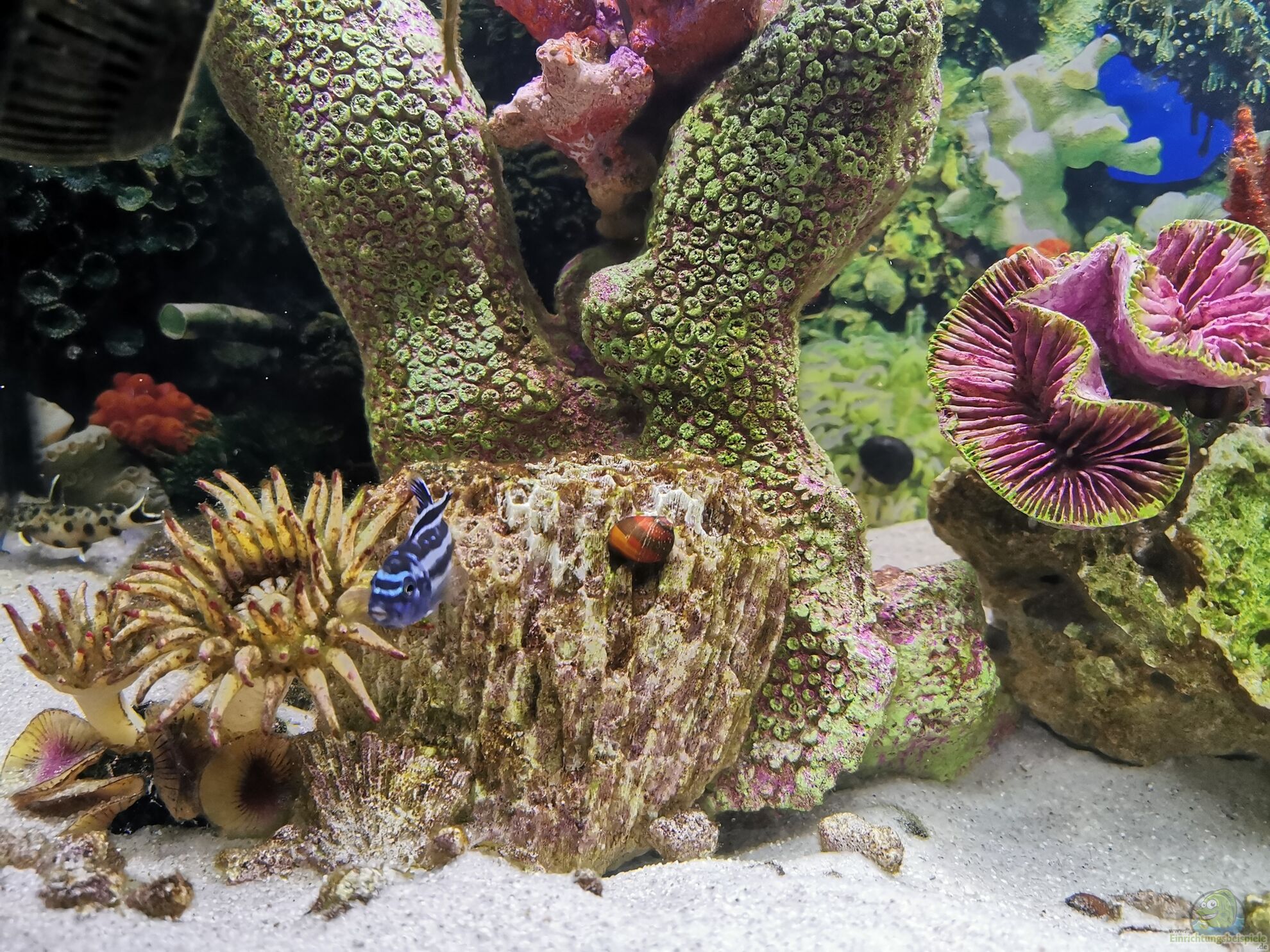 Knstliche Korallen - Pro und Kontra im Aquarium?