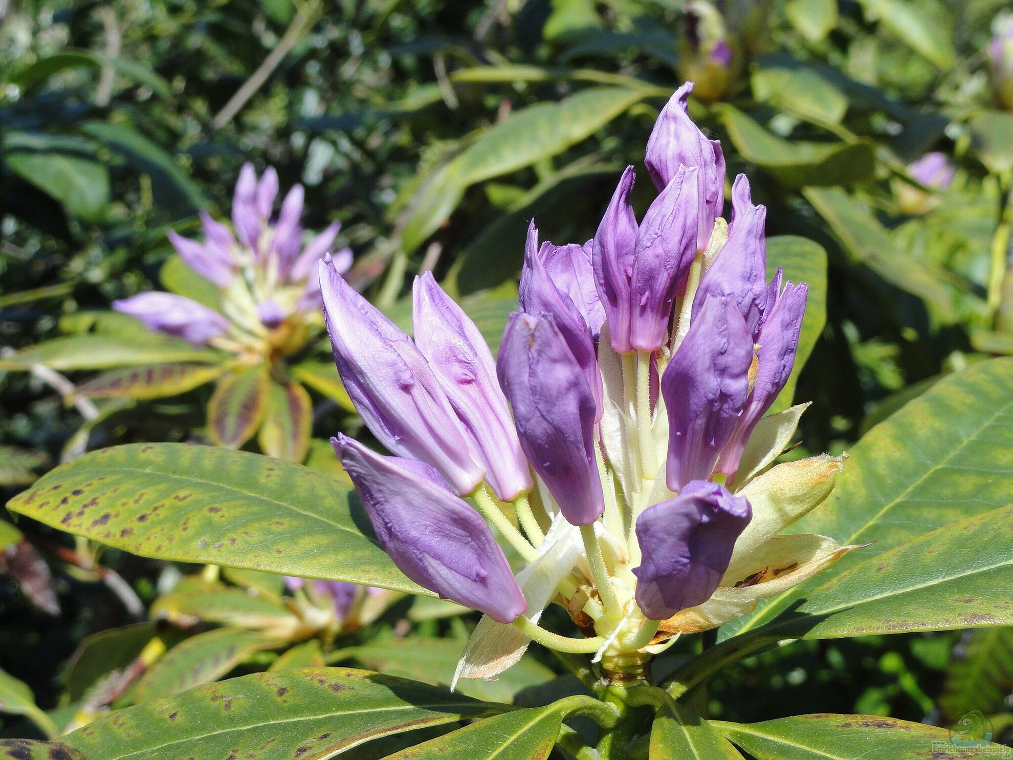 Rhododendron ponticum nicht im Garten pflanzen (7750)