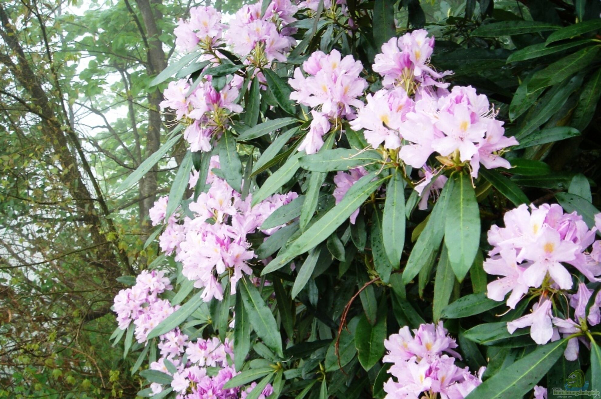 Rhododendron ponticum nicht im Garten pflanzen (7750)