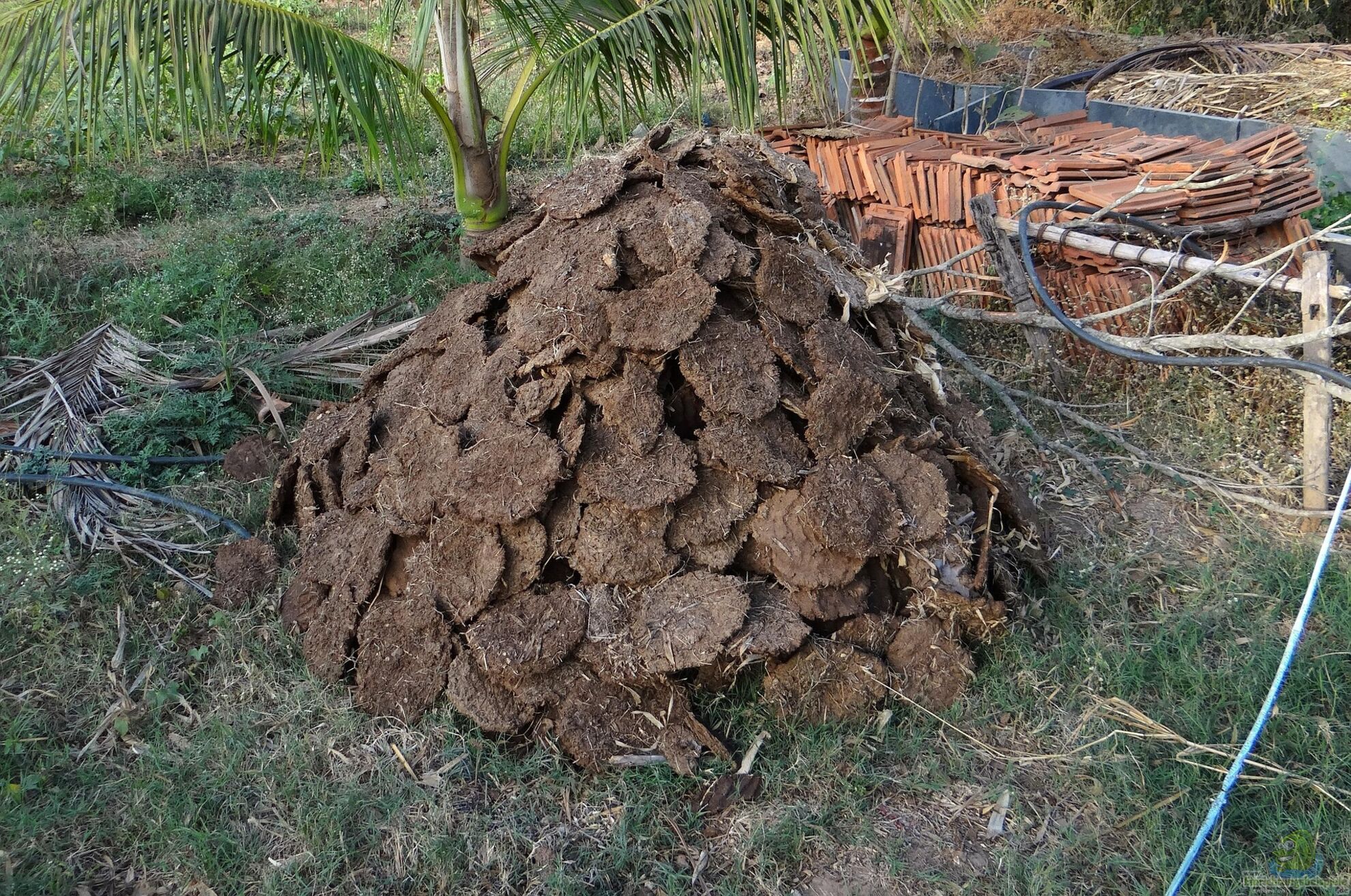 Gartenpflanzen im Frhjahr dngen (7806)