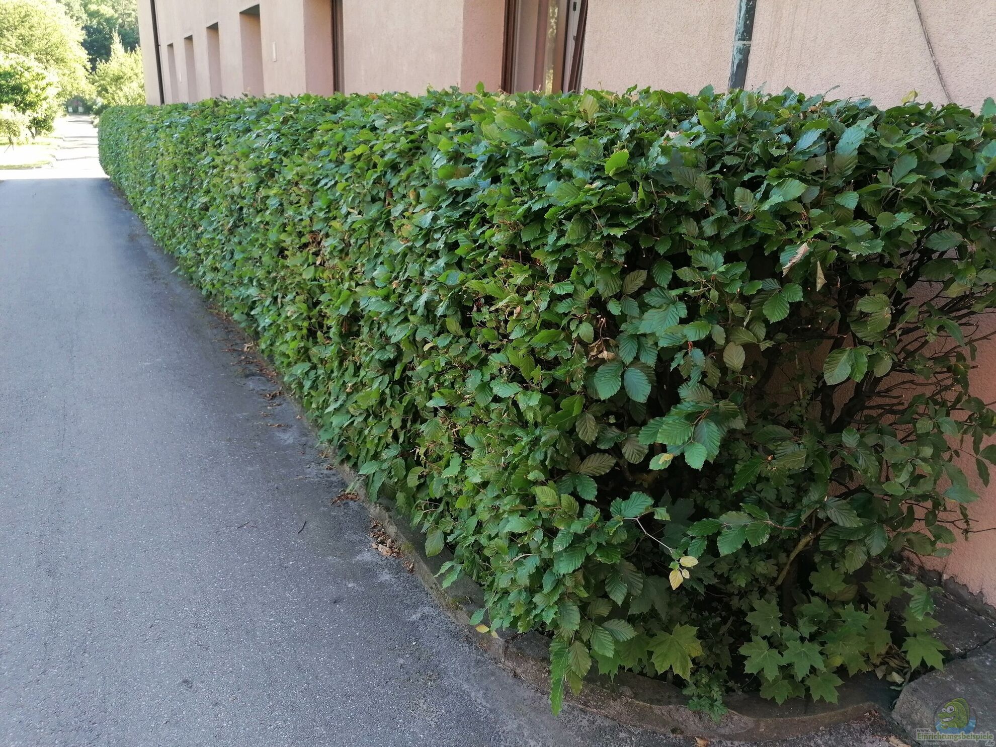 Die Thujahecke aus kologischer Sicht (7877)