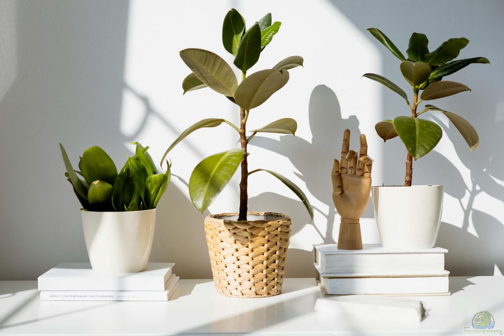 alter gummibaum Gummibaum kaufen | Ficus elastica 'Robusta'