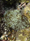 Acanthastrea hemprichii