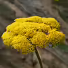 Achillea filipendulina