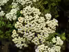 Achillea nobilis
